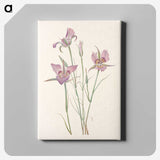 3-26_Mary-Vaux-Walcott_canvas