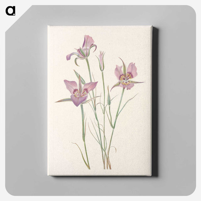 3-26_Mary-Vaux-Walcott_canvas