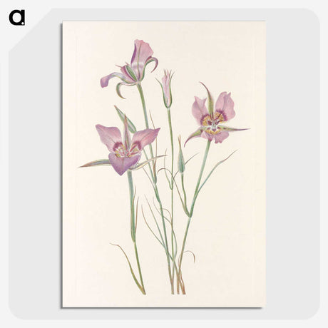 3-26_Mary-Vaux-Walcott_picture-crop
