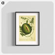 アートポスター-Watermelon Plant
 - 国立医学図書館 Poster.