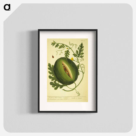 アートポスター-Watermelon Plant
 - 国立医学図書館 Poster.