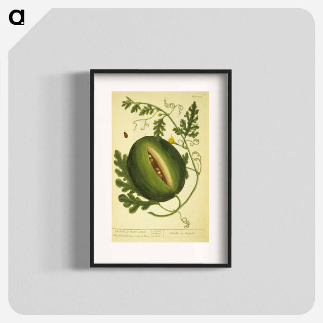 アートポスター-Watermelon Plant
 - 国立医学図書館 Poster.