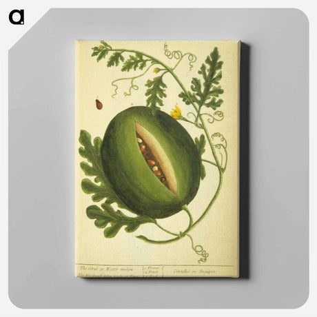 アートパネル-Watermelon Plant
 - 国立医学図書館 Canvas.
