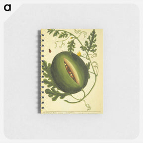 アートメモ帳-Watermelon Plant
 - 国立医学図書館 Memo.