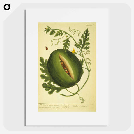 アートポスター-Watermelon Plant
 - 国立医学図書館 Poster.
