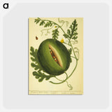 アートポストカード-Watermelon Plant
 - 国立医学図書館 Postcard.