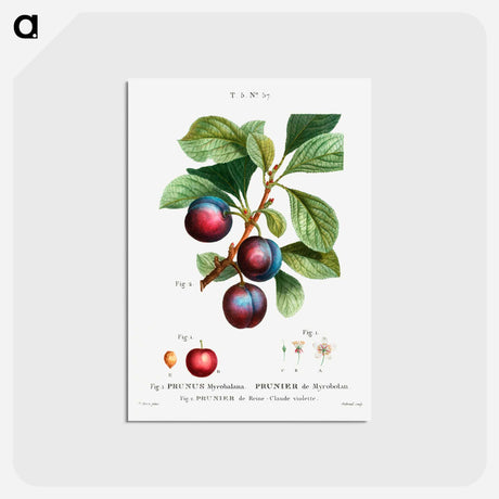 アートポストカード-Myrobalan plum - ピエール ジョゼフ ルドゥーテ Postcard.