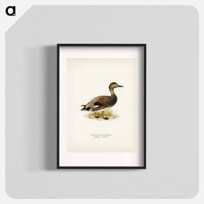 アートポスター-Gadwall
 - スヴェンスカ フォグラル Poster.