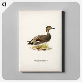 アートパネル-Gadwall
 - スヴェンスカ フォグラル Canvas.