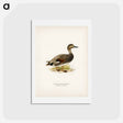 アートポストカード-Gadwall
 - スヴェンスカ フォグラル Postcard.