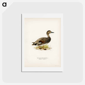 アートポストカード-Gadwall
 - スヴェンスカ フォグラル Postcard.