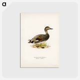 アートポストカード-Gadwall
 - スヴェンスカ フォグラル Postcard.