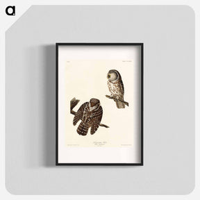 アートポスター-Tengmalm's Owl from Birds of America
 - アメリカの鳥たち Poster.