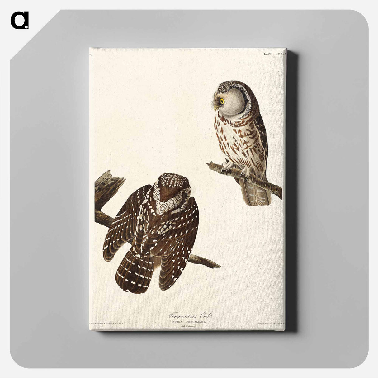 アートパネル-Tengmalm's Owl from Birds of America
 - アメリカの鳥たち Canvas.