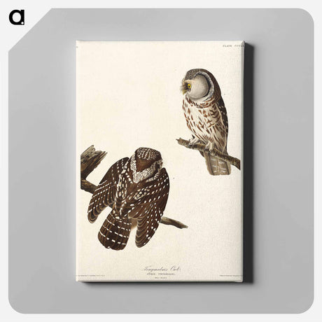 アートパネル-Tengmalm's Owl from Birds of America
 - アメリカの鳥たち Canvas.