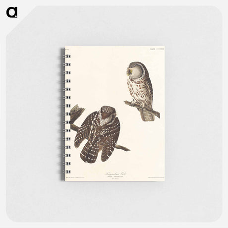 アートメモ帳-Tengmalm's Owl from Birds of America
 - アメリカの鳥たち Memo.