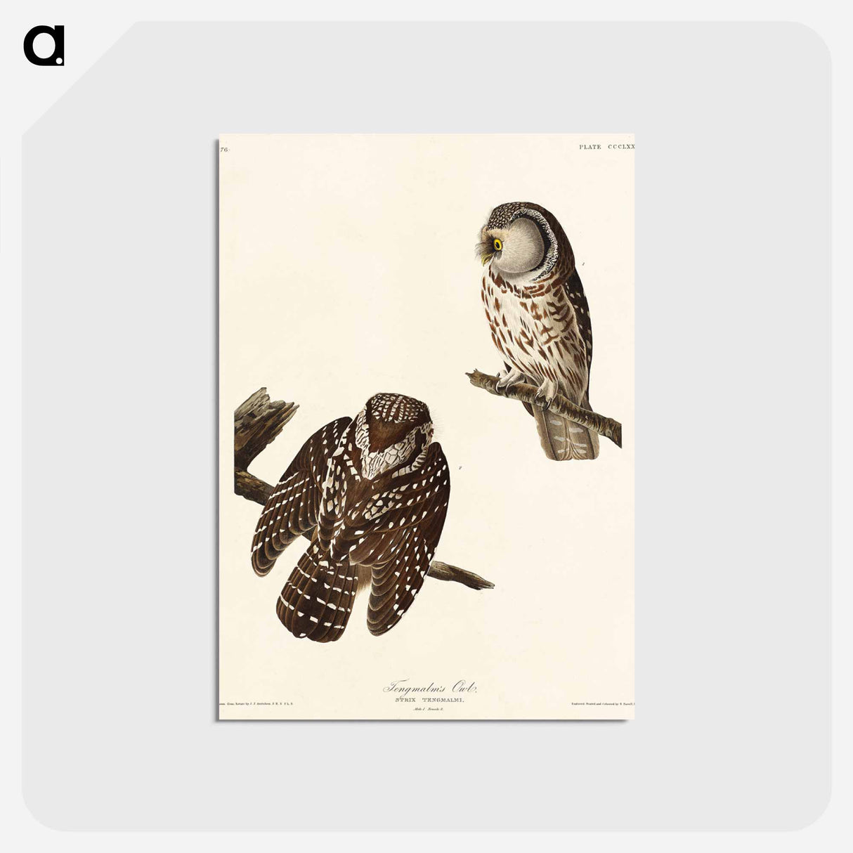 アートポストカード-Tengmalm's Owl from Birds of America
 - アメリカの鳥たち Postcard.