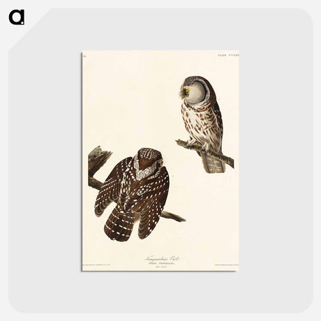 アートポストカード-Tengmalm's Owl from Birds of America
 - アメリカの鳥たち Postcard.