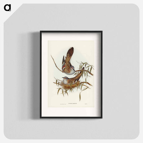 アートポスター-Crested Pigeon
- オーストラリアの鳥 Poster.