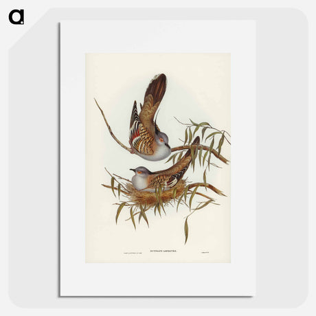 アートポスター-Crested Pigeon
- オーストラリアの鳥 Poster.