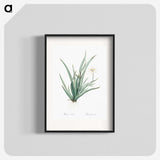 3-26_The-Lilies_blk