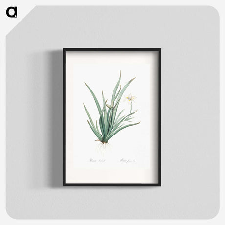 3-26_The-Lilies_blk