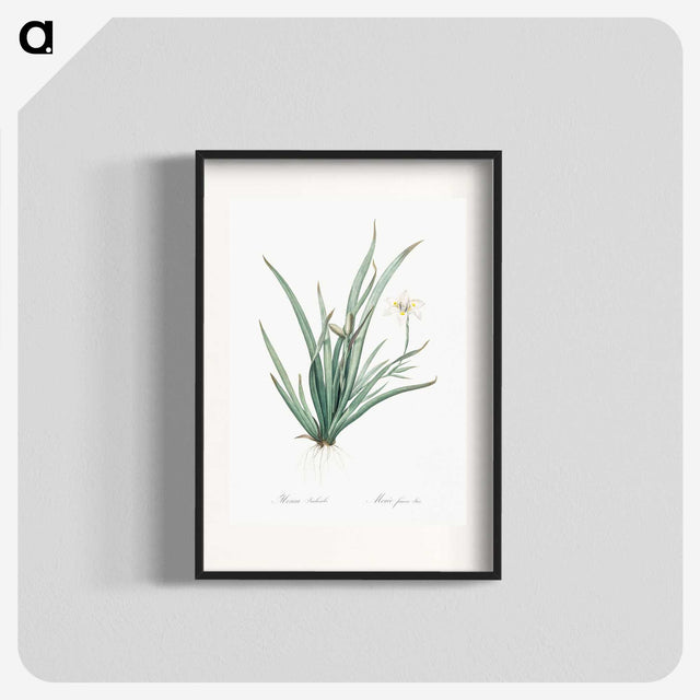 3-26_The-Lilies_blk