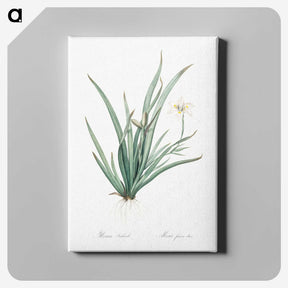3-26_The-Lilies_canvas