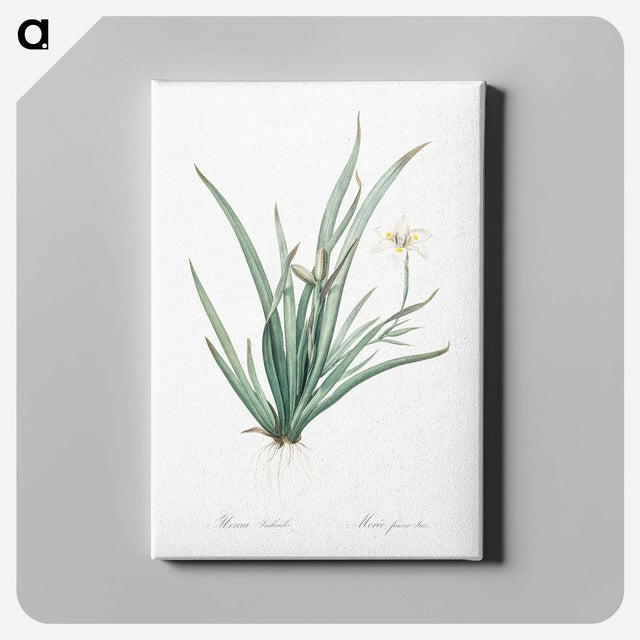 3-26_The-Lilies_canvas