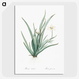 3-26_The-Lilies_picture-crop