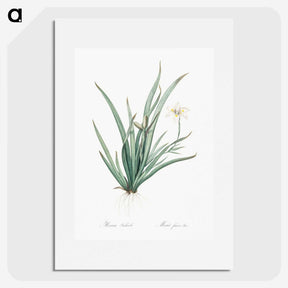 3-26_The-Lilies_picture