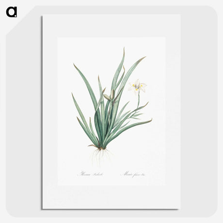 3-26_The-Lilies_picture