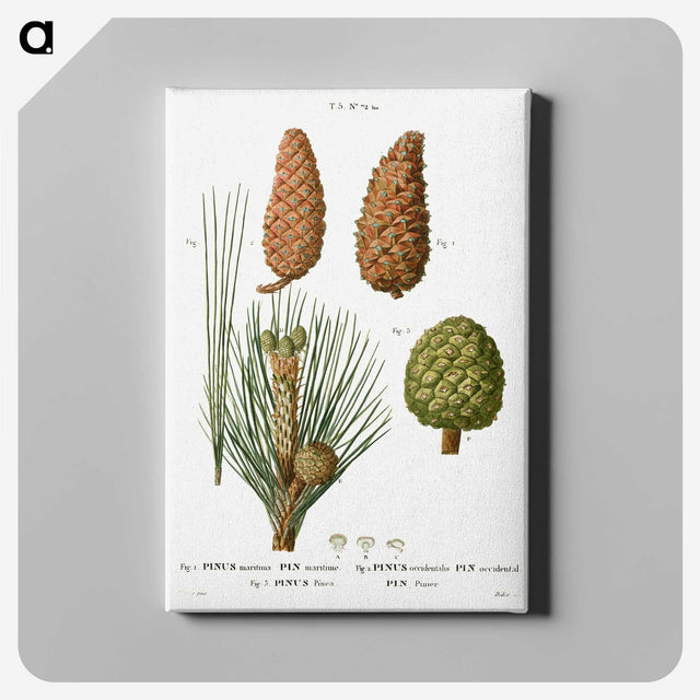 3-26_Treatise-on-Trees-and-Shrubs_canvas