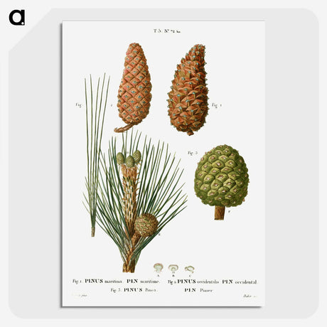 3-26_Treatise-on-Trees-and-Shrubs_picture-crop