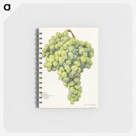 3-26_USDA-Watercolor-Fruit-Painting-Collection_memo