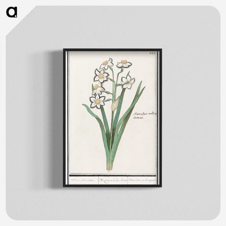 3-27_Anselmus-Boetius-de-Boodt_blk-crop