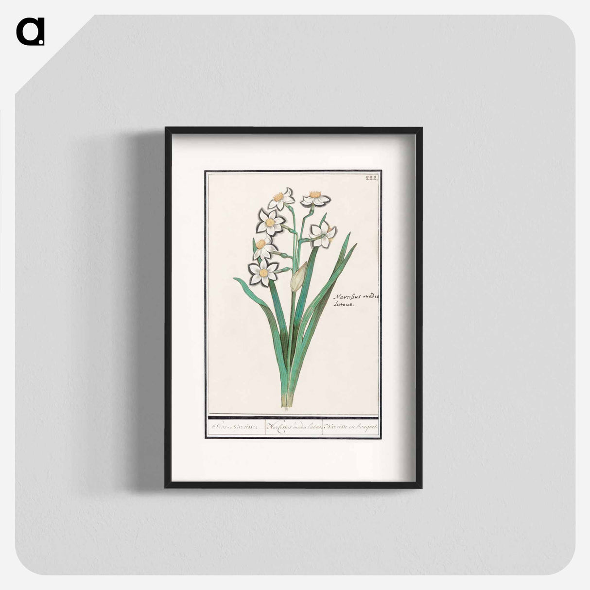 Trosnarcis, Narcissus - アンセルムス ボエティウス デ ブート Poster.