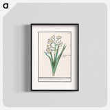 Trosnarcis, Narcissus - アンセルムス ボエティウス デ ブート Poster.