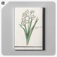 3-27_Anselmus-Boetius-de-Boodt_canvas