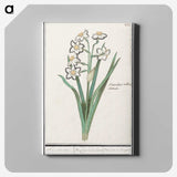 3-27_Anselmus-Boetius-de-Boodt_canvas