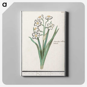 3-27_Anselmus-Boetius-de-Boodt_canvas