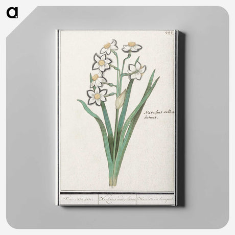 3-27_Anselmus-Boetius-de-Boodt_canvas