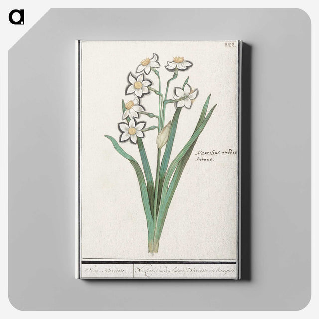 3-27_Anselmus-Boetius-de-Boodt_canvas