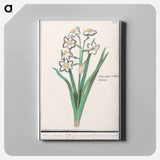 Trosnarcis, Narcissus - アンセルムス ボエティウス デ ブート Canvas.