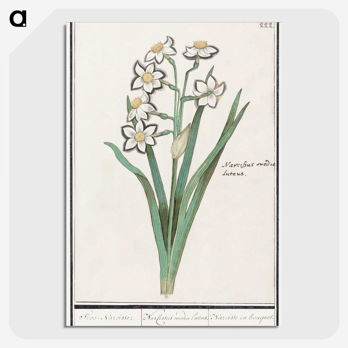 3-27_Anselmus-Boetius-de-Boodt_picture-crop