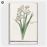 3-27_Anselmus-Boetius-de-Boodt_picture-crop