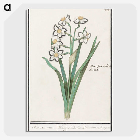 3-27_Anselmus-Boetius-de-Boodt_picture-crop