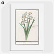 3-27_Anselmus-Boetius-de-Boodt_picture