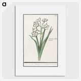 3-27_Anselmus-Boetius-de-Boodt_picture