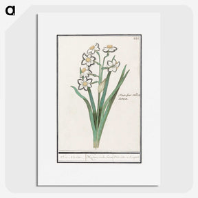 3-27_Anselmus-Boetius-de-Boodt_picture